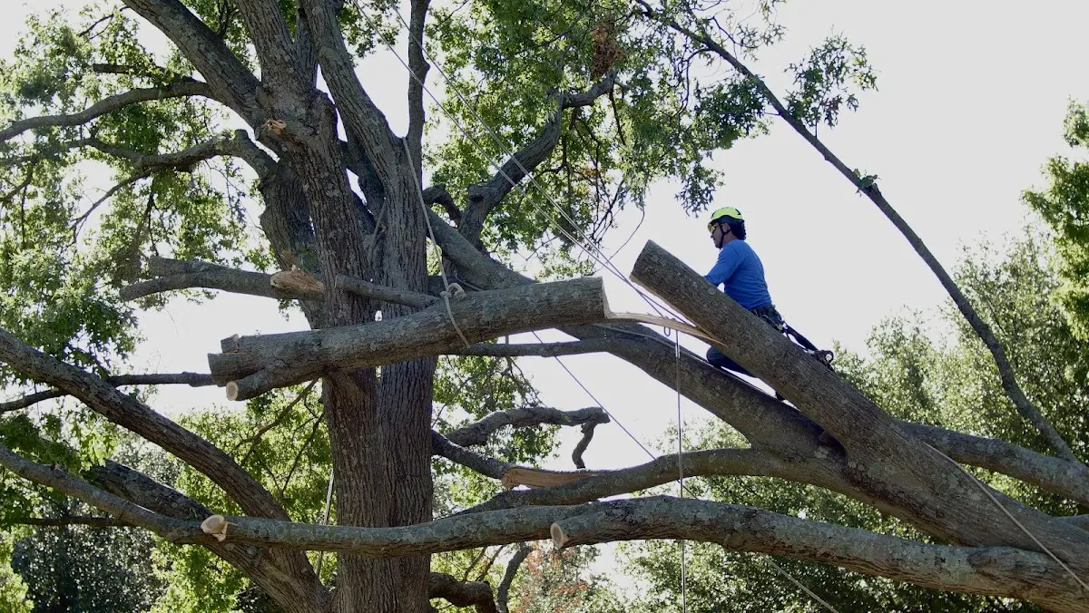 Professional Crown Thinning performed by certified arborists in Pattison