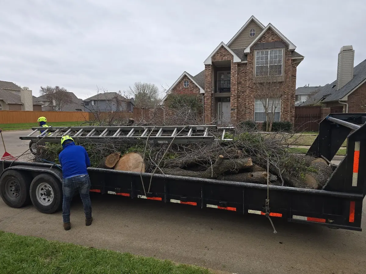 Expert Tree Pest Control with proper safety equipment in Pattison